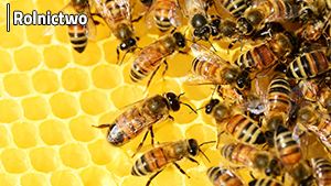 Ochrona pszczół przed środkami ochrony roślin