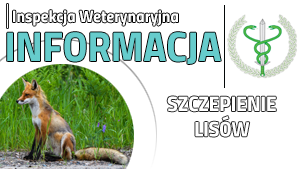 Szczepienie lisów przeciwko wściekliźnie